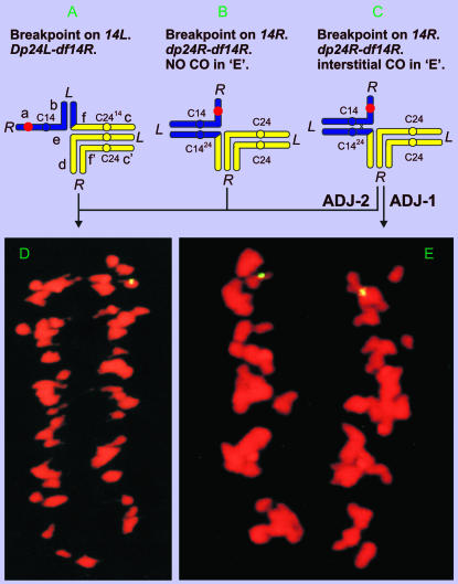 Figure 3.—