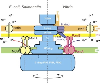 Fig. 1.