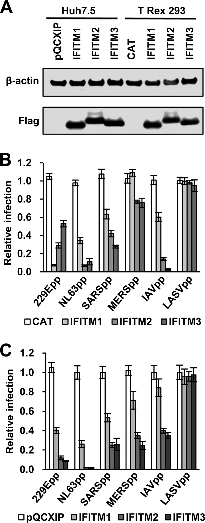 FIG 1