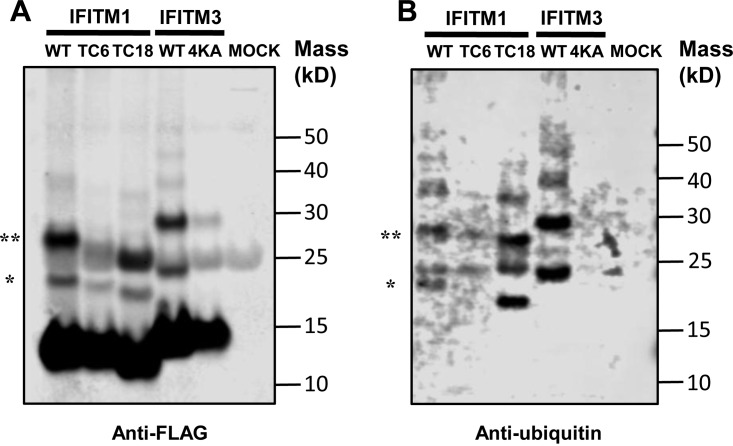 FIG 10