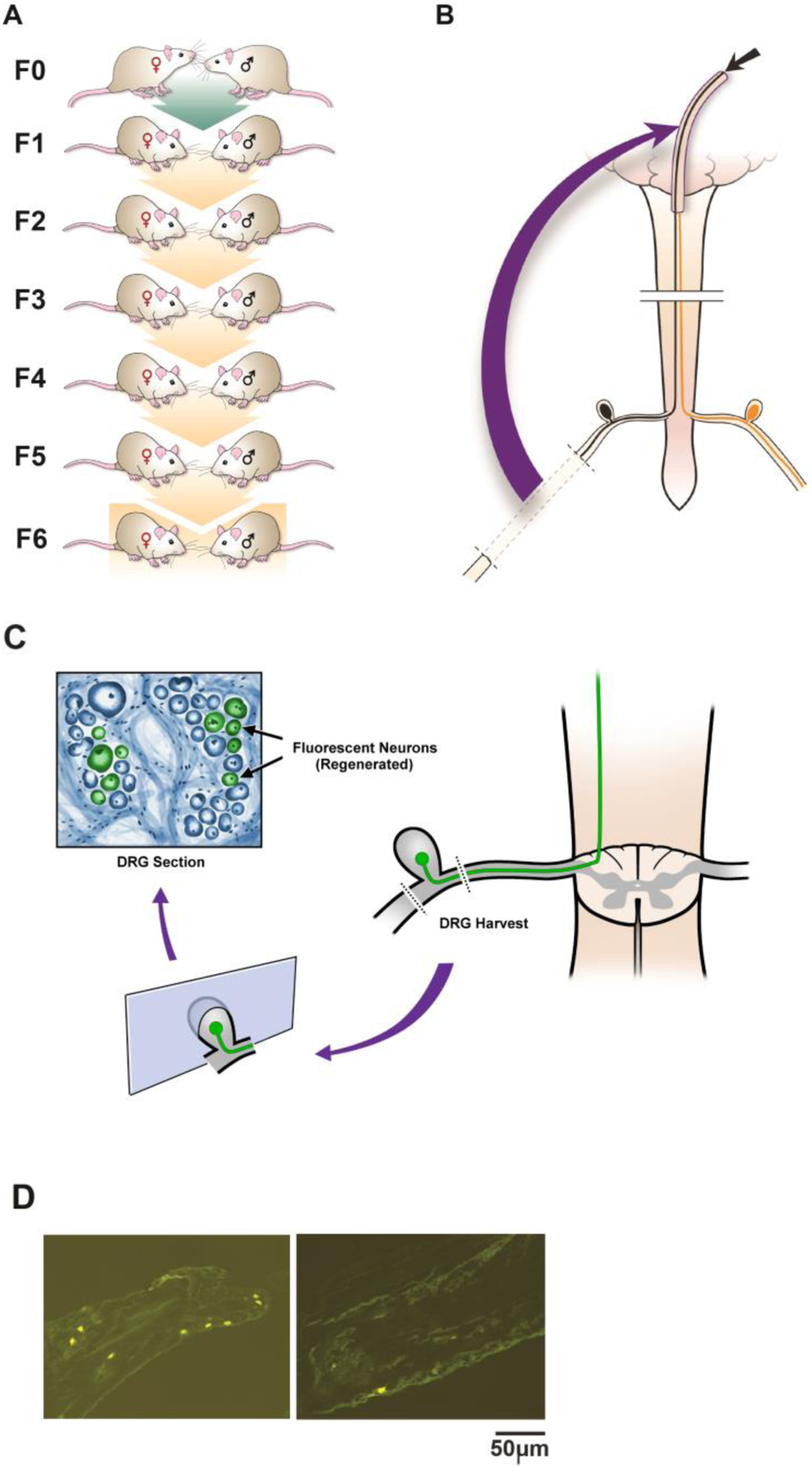 Fig 1.