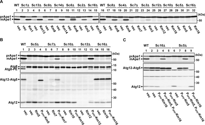 FIGURE 4.