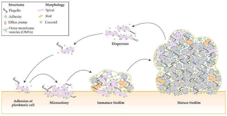 Figure 6