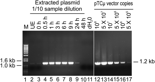 Figure 2.—