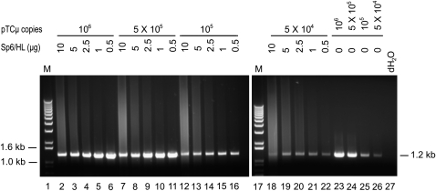 Figure 6.—