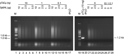 Figure 5.—