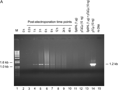 Figure 3.—