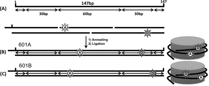 FIGURE 1.