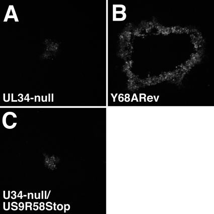 Fig. 9.