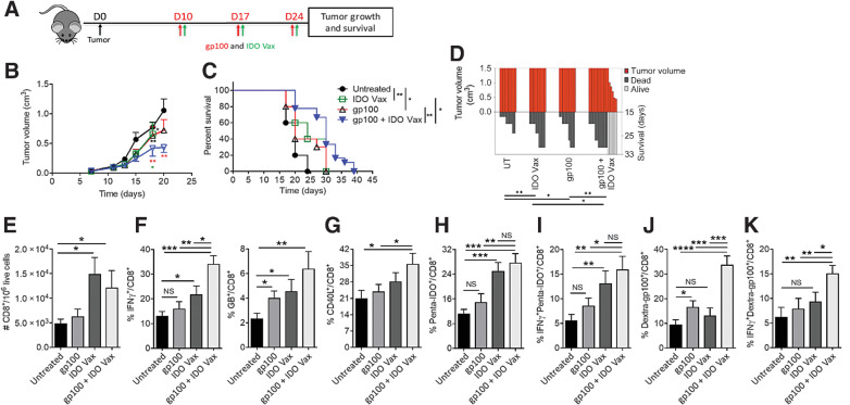 Figure 1. IDO vaccine enhances immune-mediated antitumor effects of tumor antigen–specific vaccination and prolongs survival in the B16F10 tumor model. Gating strategy and IDO pentamer specificity in Supplementary Fig. S2. A, Schematic of the treatment schedule in the tumor model. On day 10 of tumor growth, B16F10 tumor-bearing mice were given IDO vaccine (IDO-Vax) with the gp10025–33 peptide vaccine, along with PADRE (20 μg/mouse) and QuilA (10 μg/mouse) subcutaneously, every 7 days for a total of three doses. Tumor growth and survival were measured. B, Average tumor volume in mice following treatment (* vs. untreated; * vs. IDO-Vax; * vs. gp100). C, Percent survival of mice depicted by the Kaplan–Meier plot. D, SK plot showing tumor volume and survival for each mouse at different days. Data are shown as an average of two independent experiments (n = 10–18 per group). Error bars indicate the SEM. For tumor growth, statistical analysis was performed by unpaired, one-tailed Student t test. Survival in various groups was compared using log-rank (Mantel–Cox) tests. s.c., subcutaneous; *, P ≤ 0.05; and **, P ≤ 0.01. E–K, C57BL/6J mice (n = 5–8 per group) were treated as in A, except 3 days after second vaccination, mice were sacrificed, and tumors were harvested for immune response study. The frequency of B16F10 tumor-infiltrating cells was determined. Total (E), IFNγ+ and GB+ (F), CD40L+ (G), Penta-IDO+ (H), IFNγ+penta-IDO+ (I), Dextra-gp100+ (J), IFNγ+dextra-gp100+ CD8+ T (K) cells were measured by flow cytometry. Data are shown from one representative experiment of two independent experiments. Error bars indicate the SEM. Statistical analysis was performed by unpaired, one-tailed Student t test. NS: nonsignificant; *, P ≤ 0.05; **, P ≤ 0.01; ***, P ≤ 0.001; ****, P ≤ 0.0001.