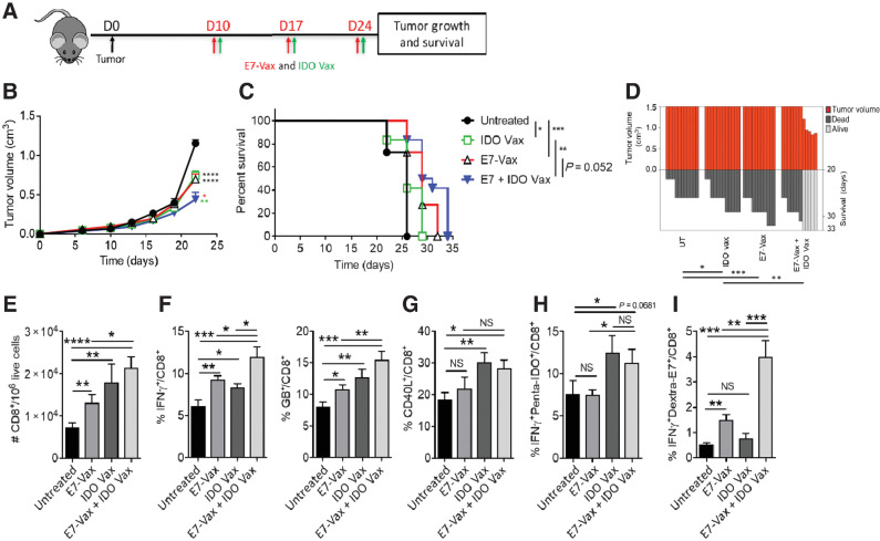 Figure 2. IDO vaccine enhances immune-mediated antitumor effects of tumor antigen–specific vaccination and prolongs survival in the TC-1 tumor model. Gating strategy and IDO pentamer specificity in Supplementary Fig. S3. A, Schematic of the treatment schedule in the tumor model. On day 10 of tumor growth, TC-1 tumor-bearing mice were given IDO vaccine with HPV17 E749–57 peptide vaccine, along with PADRE (20 μg/mouse) and QuilA (10 μg/mouse) subcutaneously, every 7 days for a total of three doses. Tumor growth and survival were measured. B, Average tumor volume in mice following treatment (* vs. untreated; * vs. IDO-Vax; * vs. gp100). C, Percent survival of mice depicted by the Kaplan–Meier plot. D, SK plot showing the tumor volume and survival for each mouse at different days. Data are shown as an average of two independent experiments (n = 10–12 per group). Error bars indicate SEM. For tumor growth, statistical analysis was performed by unpaired, one-tailed Student t test. Survival in various groups was compared using log-rank (Mantel–Cox) tests. s.c., subcutaneous; *, P ≤ 0.05; **, P ≤ 0.01; ***, P ≤ 0.001; ****, P ≤ 0.0001. E–I, C57BL/6J mice (n = 5–7 per group) were treated as in A, except 3 days after second vaccination, mice were sacrificed, and tumors were harvested for immune response study. The frequency of TC-1 tumor-infiltrating cells was determined. Total (E), IFNγ+ and GB+ (F), CD40L+ (G), IFNγ+penta-IDO+ (H), IFNγ+dextra-E7+ CD8+ (I) T cells were measured by flow cytometry. Data are shown from one representative experiment of two independent experiments. Error bars indicate the SEM. Statistical analysis was performed by unpaired, one-tailed Student t test. NS, nonsignificant; *, P ≤ 0.05; **, P ≤ 0.01; ***, P ≤ 0.001; ****, P ≤ 0.0001.