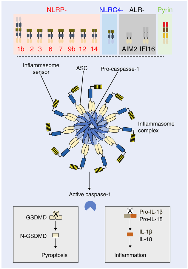 FIGURE 1