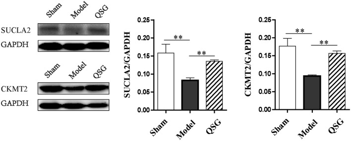 Fig. 8