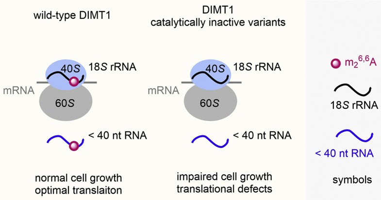 Figure 5