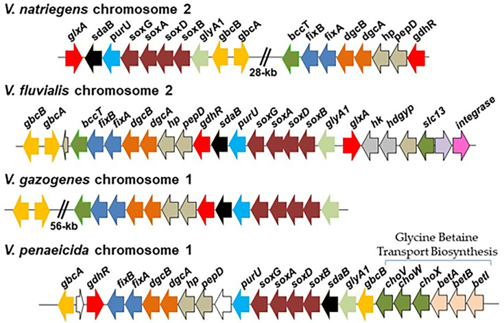 Comparative genomic map presents conserved glycine betaine transport and biosynthesis gene clusters across chromosomes of V. natriegens, V. fluvialis, V. gazogenes, and V. penaeicida with gaps marked for 28 kb and 56 kb regions.