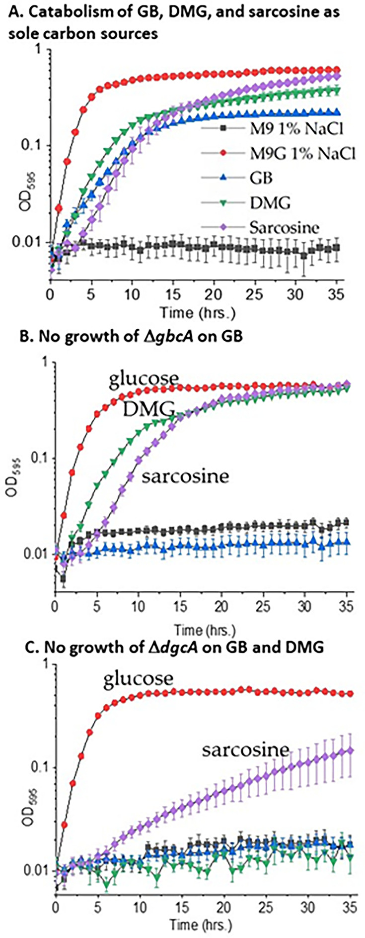 Growth curves depict catabolism of glycine betaine, dimethylglycine, and sarcosine as sole carbon sources with no growth of ΔgbcA on glycine betaine and ΔdgcA on glycine betaine and dimethylglycine compared to glucose control.