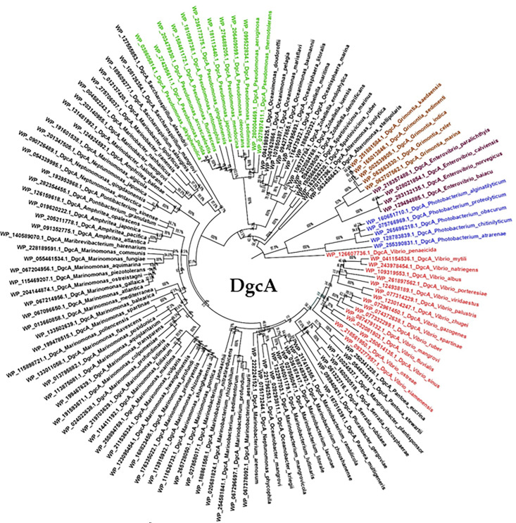 Phylogenetic tree of DgcA presents evolutionary relationships among bacterial species with distinct branching patterns clustering closely related sequences around central node.