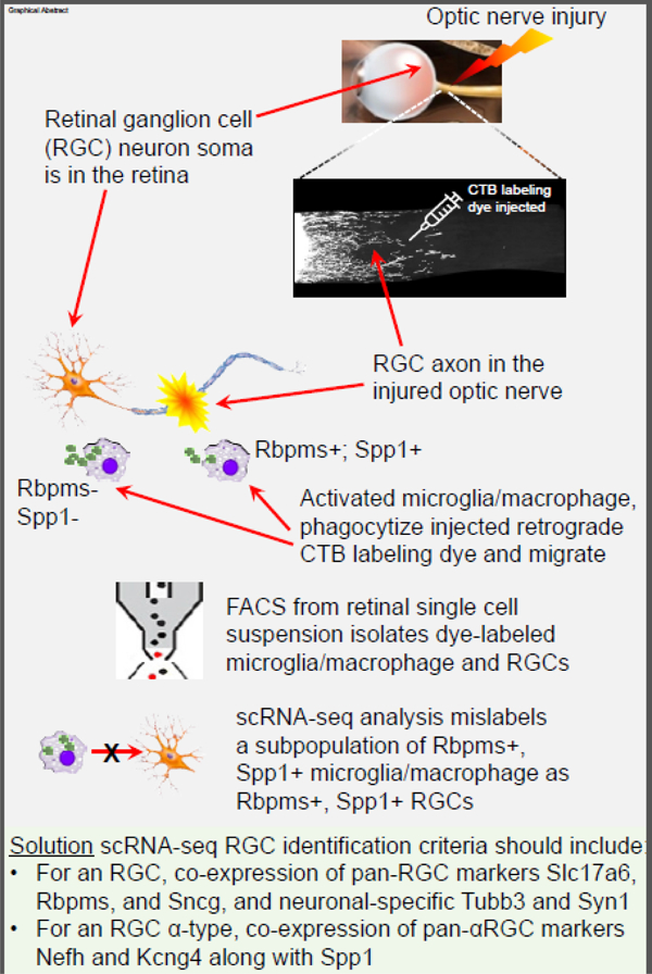 graphic file with name nihms-1898326-f0001.jpg