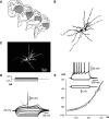 Fig. 1