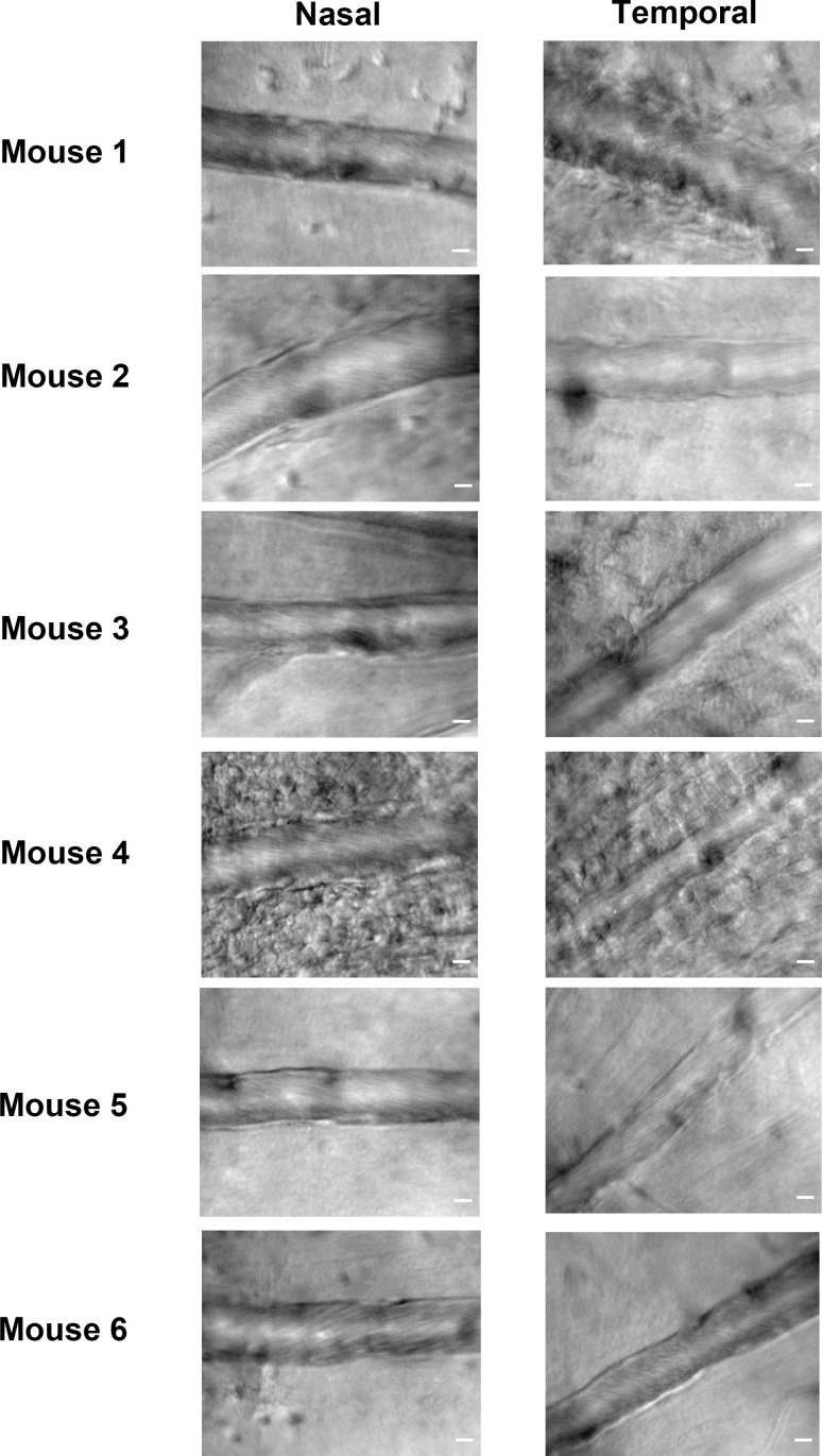 Figure 2—figure supplement 1.