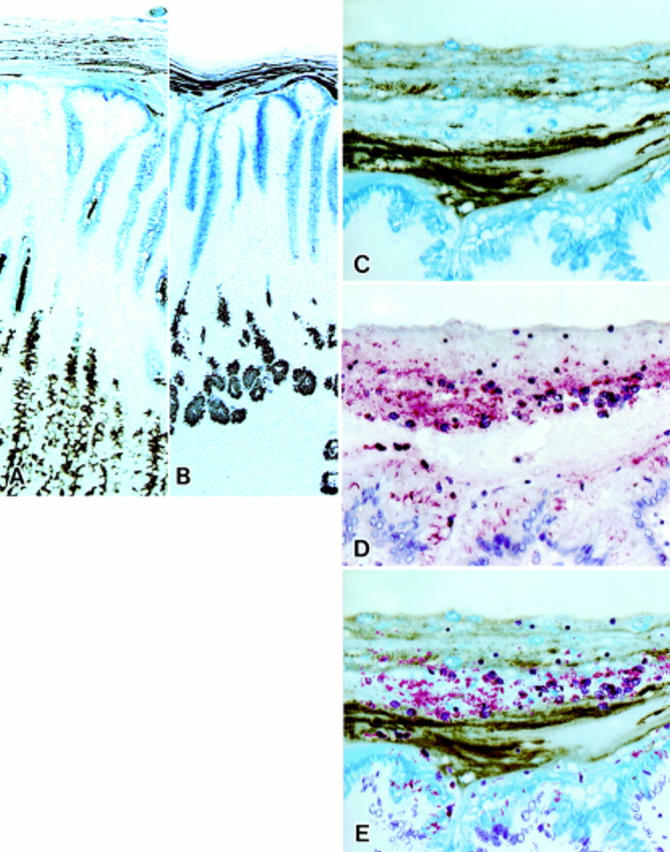 Figure 1  