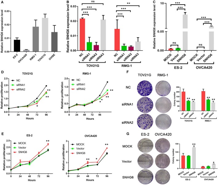 Long Noncoding Rna Snhg Promotes Cell Proliferation And Migration Through Sponging Mir In