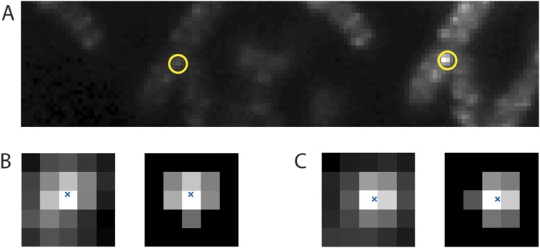 Fig. S1.