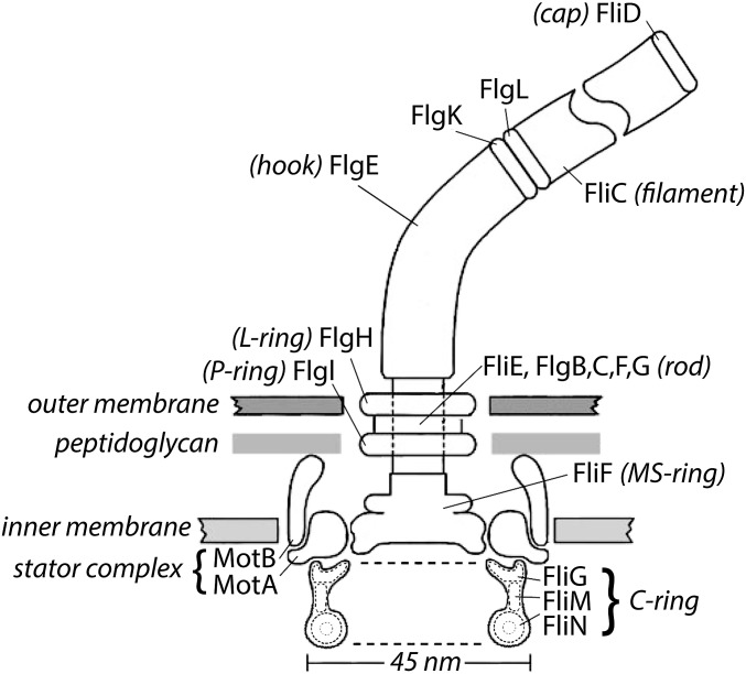 Fig. 1.