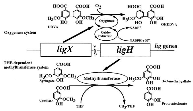 FIG. 6