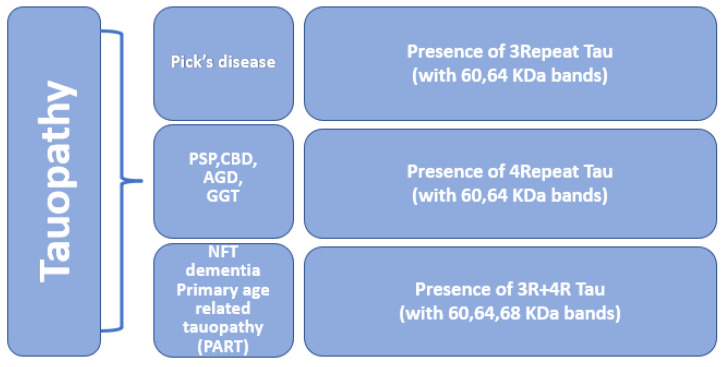 Phosphorylated Tau In Alzheimer’s Disease And Other Tauopathies - PMC