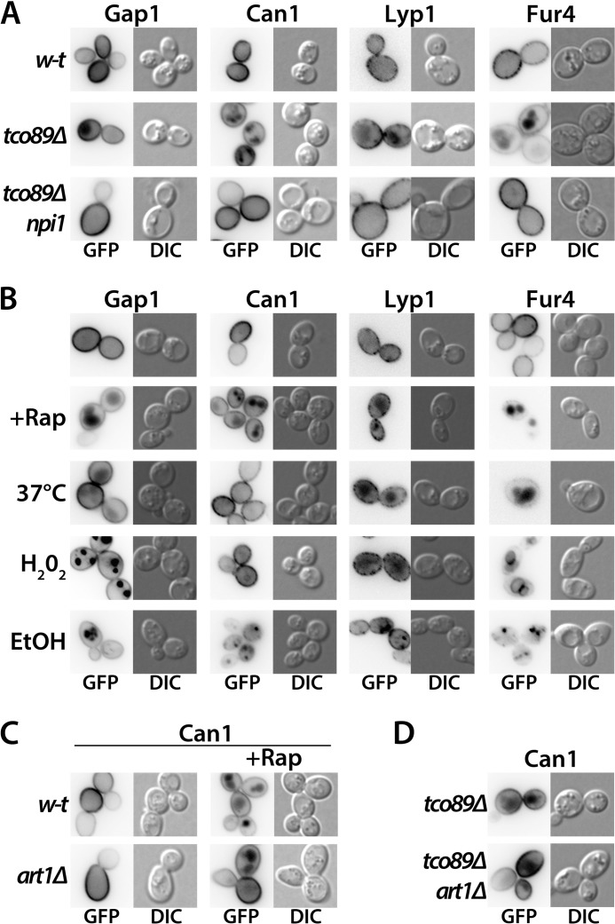 FIGURE 10.