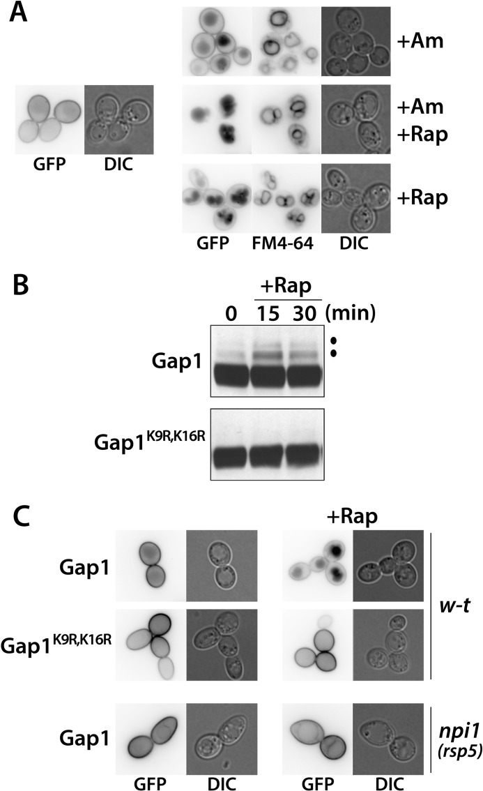 FIGURE 2.