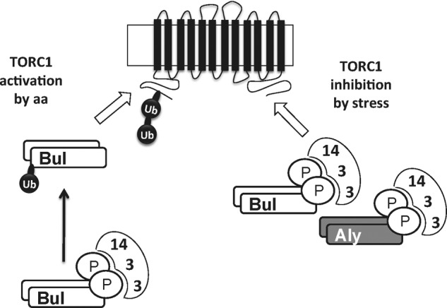 FIGURE 11.