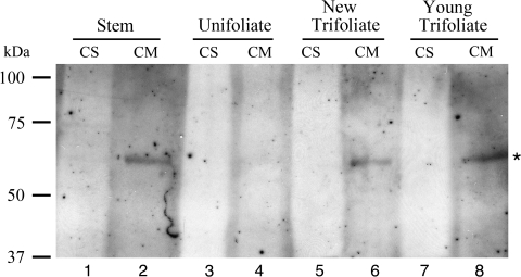 Fig. 10.