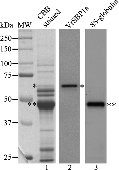 Fig. 11.