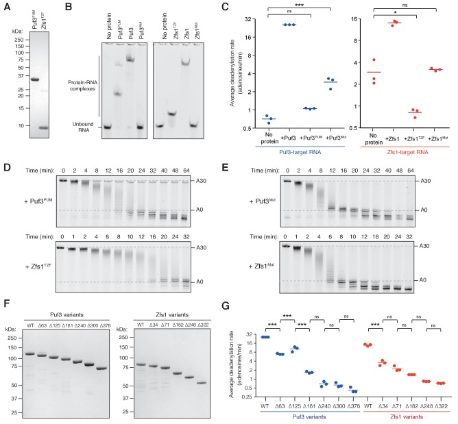 Figure 2—figure supplement 1.