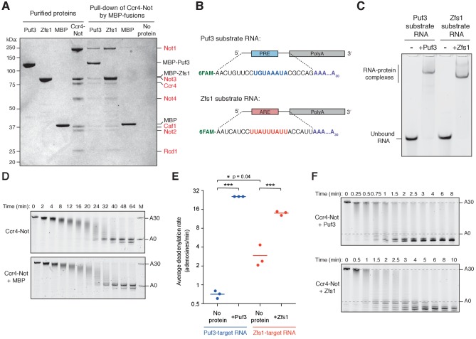 Figure 1—figure supplement 1.