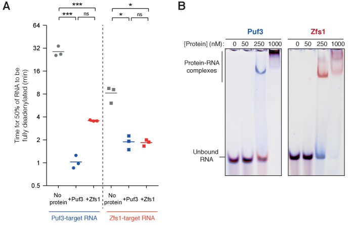 Figure 3—figure supplement 1.