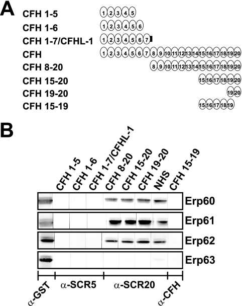 FIG. 8.