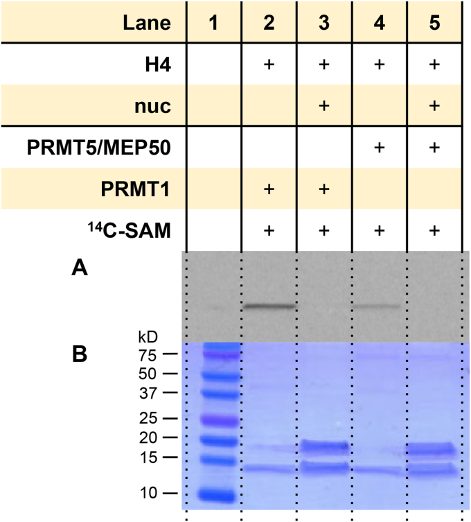 Figure 12