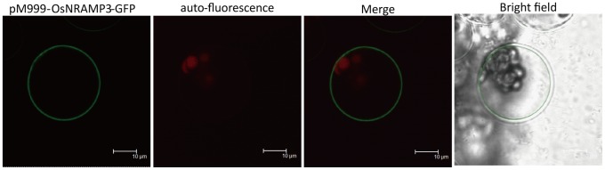 Figure 7