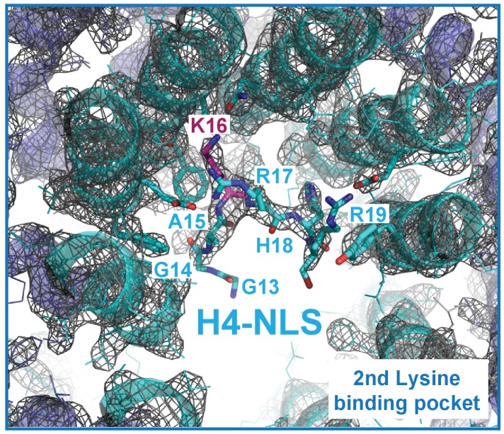 Figure 4—figure supplement 1.