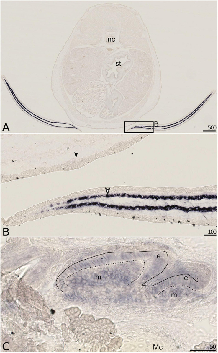 FIGURE 6