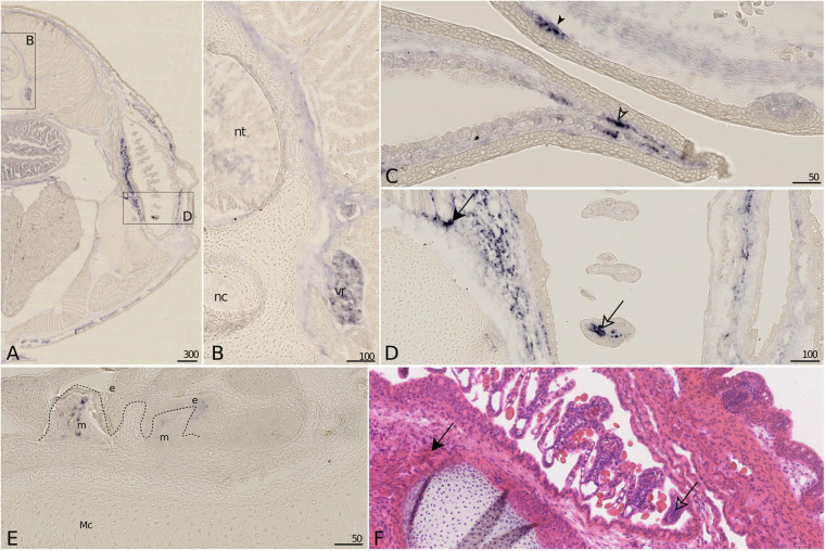 FIGURE 7