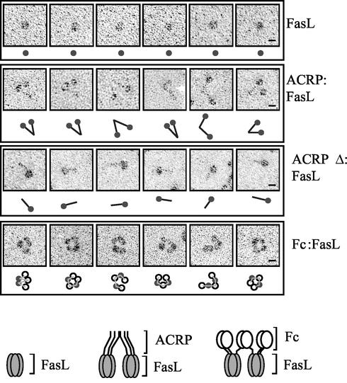 FIG. 2.