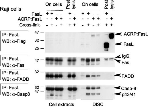 FIG. 6.