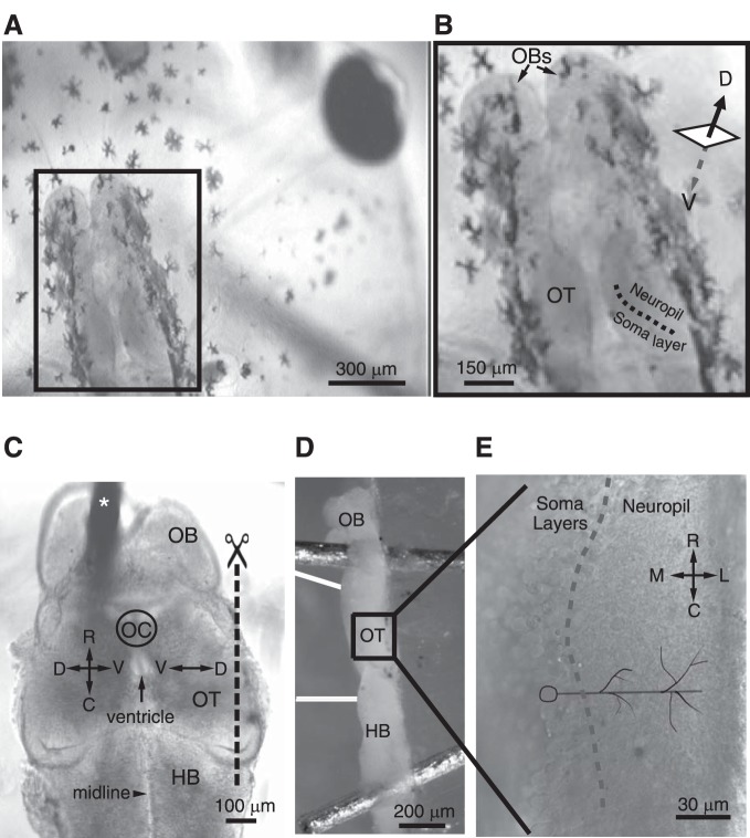 Fig. 1.