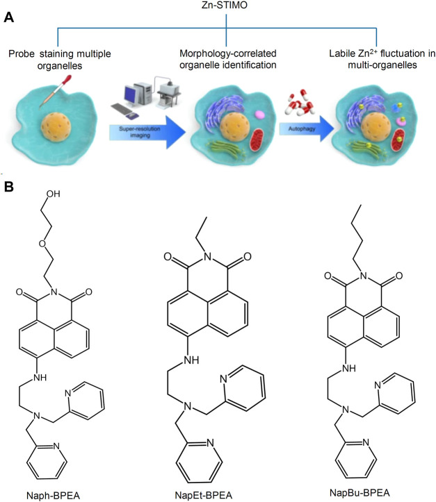 FIGURE 4