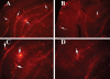 Figure 11.