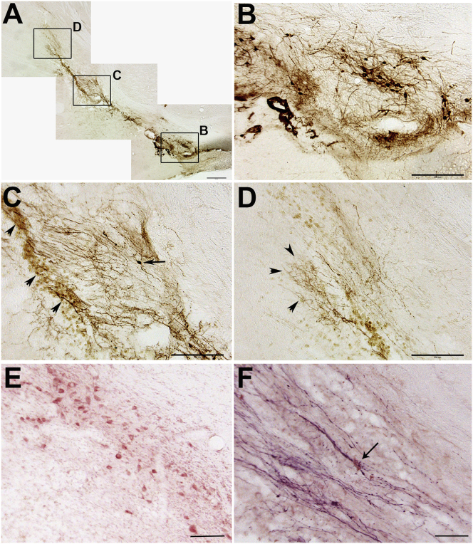 Figure 4